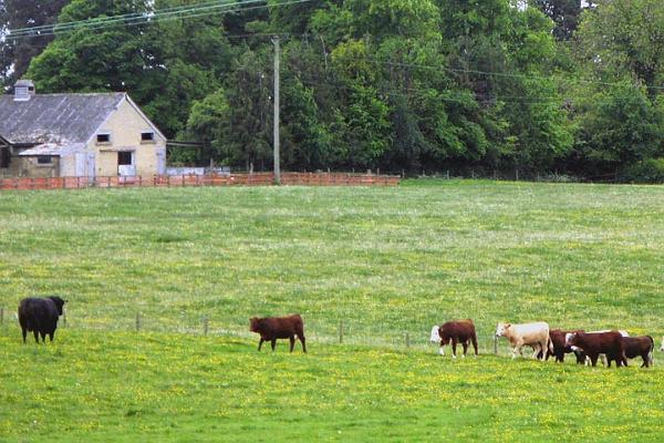8. Bull plus heifers.jpg